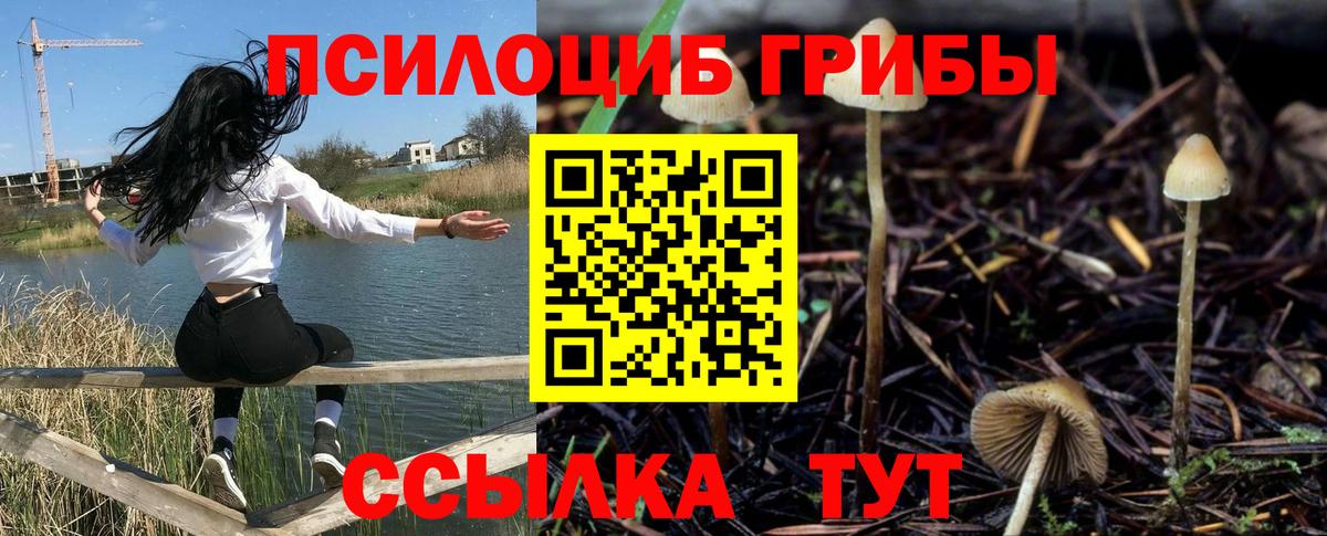 Псилоцибиновые грибы GOLDEN TEACHER Тутаев